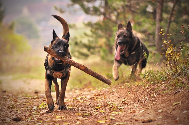 Two adult black-and-tan German Shepherds running on the ground